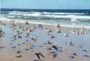 fraserisland.jpg