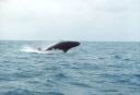 whale_watching.jpg